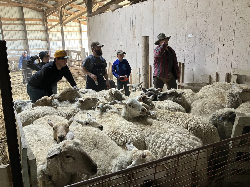 Sheep are moved at the Cory Family Farm near Elkhart, Iowa, in preparation for shearing. While it's essential to shear most sheep annually, the wool is worth far less money today, biting into producers' bottom line