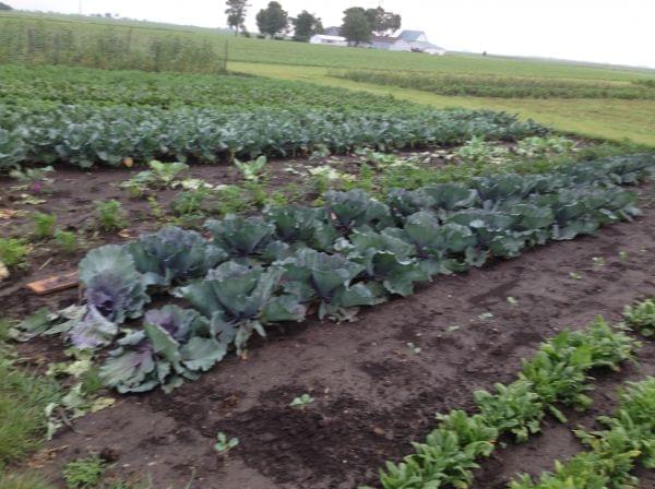 Stoller initially grew Indian Corn, but his plot now also includes beets, parsley carrots.