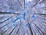 Trees covered with snow and ice
