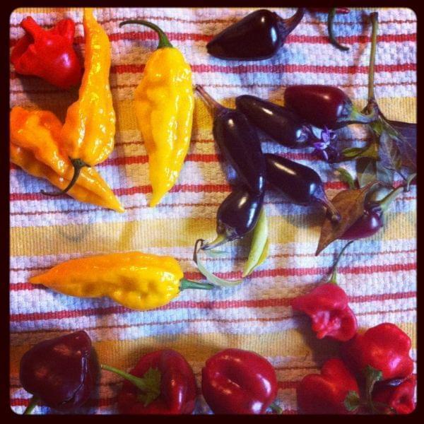 An array of hot peppers on a towel.