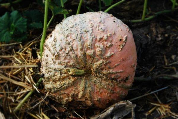 A large squash on the ground in a garden.