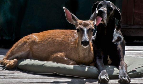 Pip (doe) often visits Kate, her surrogate Great Dane mother.
