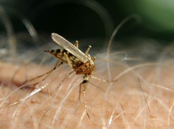 a mosquito