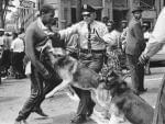 A young demonstrator is attacked by a police dog in Birmingham, Ala., in May 1963.