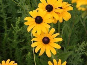 black eyed susan