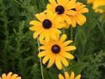 black eyed susan