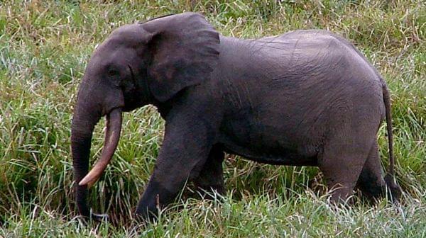 elephant