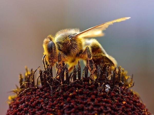 A Honey Bee collecting pollen.