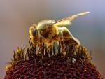 A Honey Bee collecting pollen.