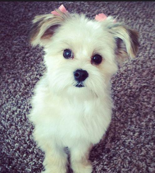 Morkie puppy