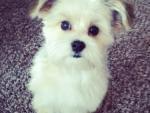 Morkie puppy