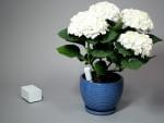 Plantlink