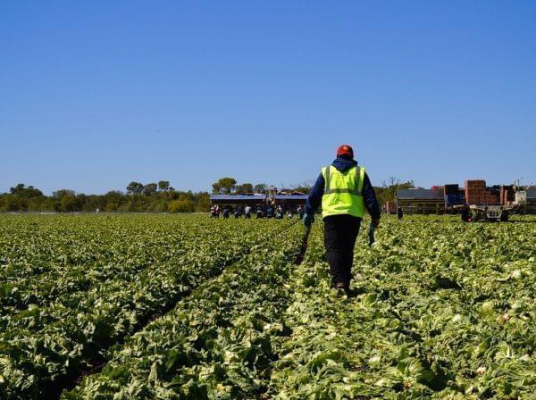 American farms like this iceberg lettuce field owned by Duda Farm Fresh Foods outside Salinas, Calif., are facing a dwindling supply of farmworkers from rural Mexico.