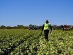 American farms like this iceberg lettuce field owned by Duda Farm Fresh Foods outside Salinas, Calif., are facing a dwindling supply of farmworkers from rural Mexico.