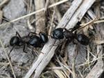 Black Carpenter Ants