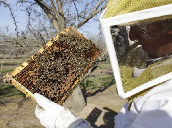 bees