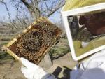 bees