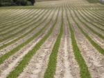 peanut farm