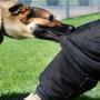 a man getting bit by a dog