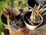 dead plants