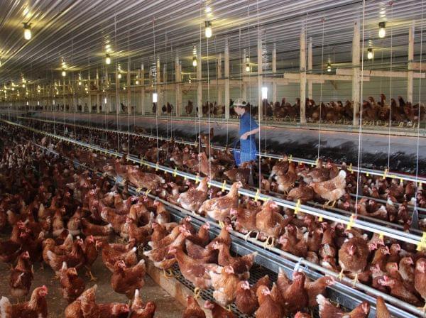 Chicken cage