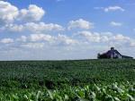 old farm barn