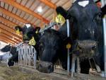 milk cows