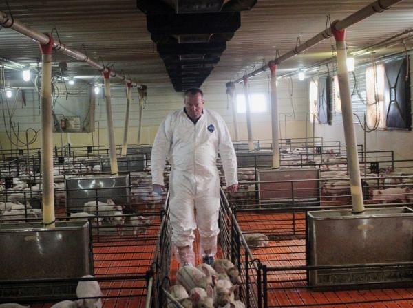 Craig Rowles tends to his pigs in a barn near Carroll, Iowa.