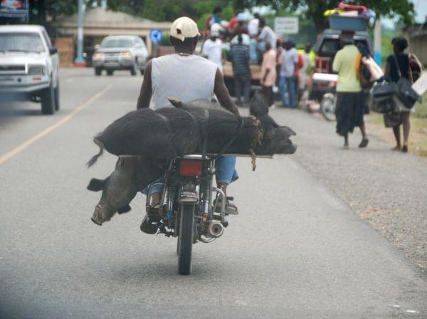 We believe these live pigs were being carried to market strapped to the back of a motorcycle.