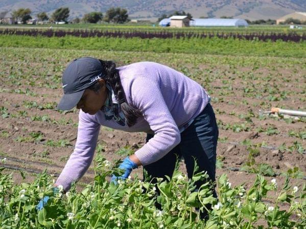 Agricultural work, which is very physically demanding, is also a risky business venture.