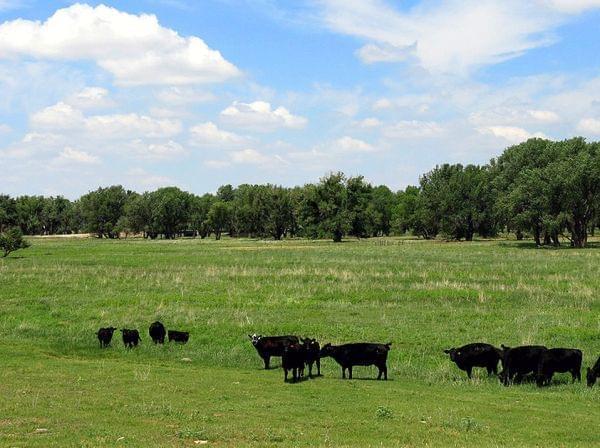 Fox Ranch, outside Yuma County, Colo., is a 14,000-acre nature preserve and working commercial cattle ranch. The ranch is used by the Nature Conservancy to put into practice its panned grazing technique.