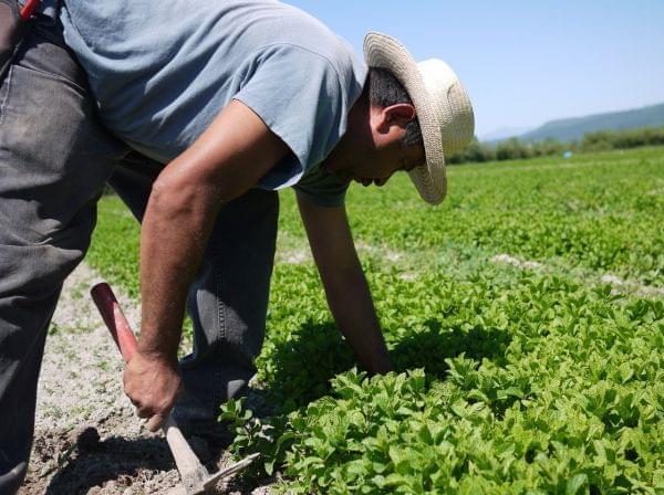 an H-2A worker from Guerrero, Mexico