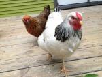 Two hens walk in a backyard in Urbana, where residents are allowed to raise chickens.
