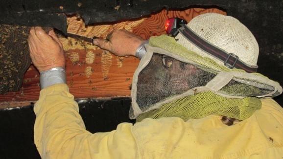Arvin Pierce, 61, removes a bee colony.