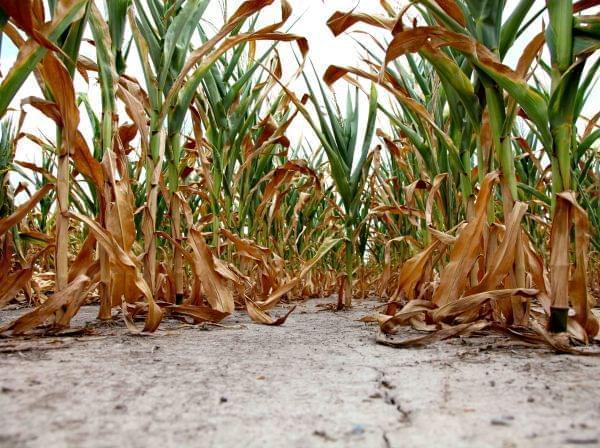 soil drought