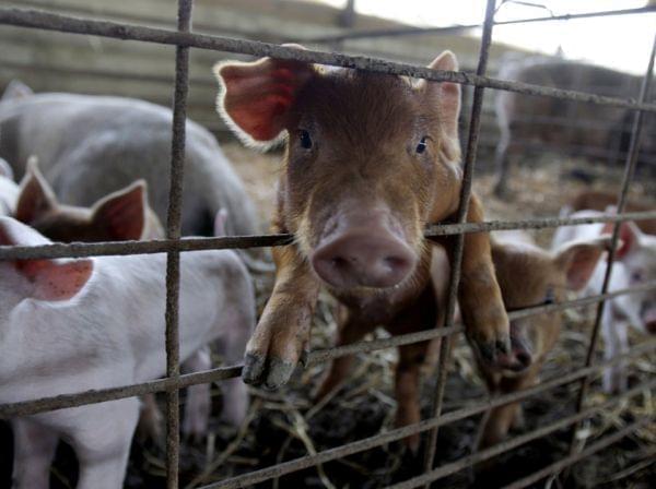 Piglets in a pen on a hog farm
