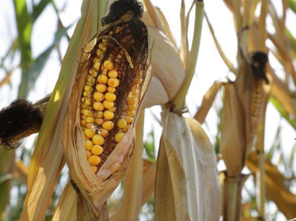 An ear of corn is blackened