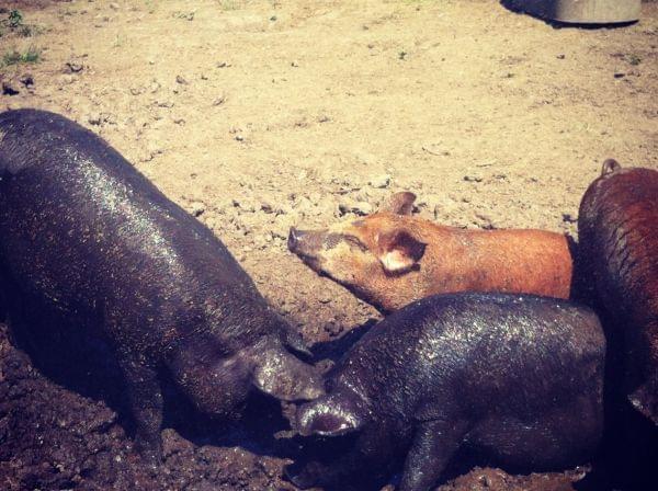 Several muddy pigs enjoy the sun