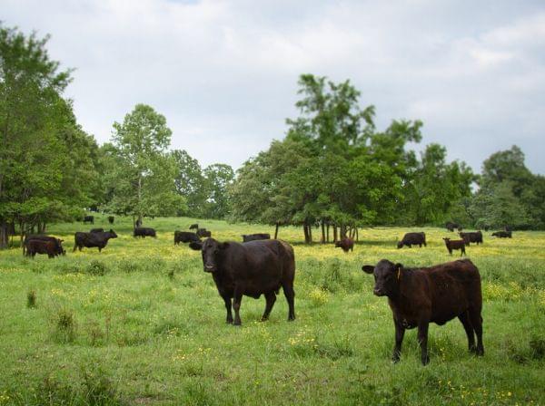 cows
