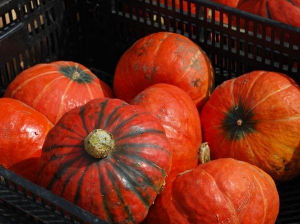 Orange winter squash at a farmers market