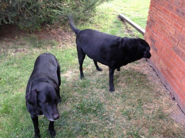 Jane Dallas' dogs Rebel and Boone.
