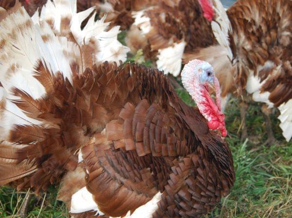 A turkey on pasture.