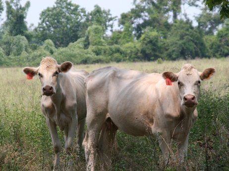 The EPA tries to keep track of all sorts of methane producers — including herds of methane-belching cattle.