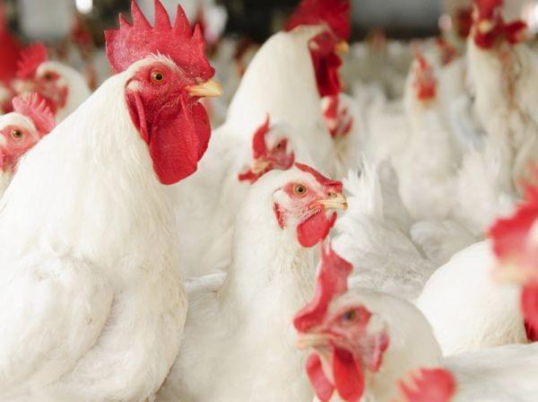 Do these chickens look medicated?