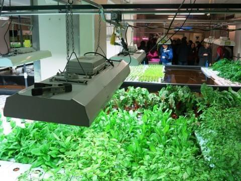 Large banks of fluorescent lamps provide the spectrum of light that keeps the floating beds of plants alive year-round in The Plant Chicago, a vertical farming facility.