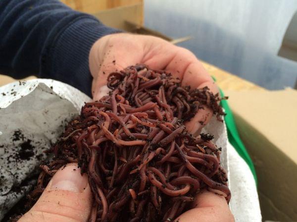 A handful of red wiggler worms.
