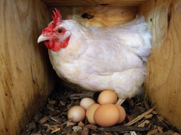 A free range chicken stands over her eggs before being gathered at the organic Curry Farm in Dawson, Ill., Wednesday, Aug. 25, 2010.