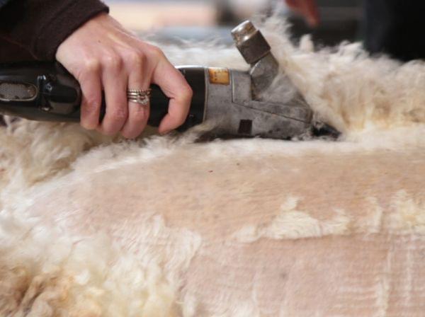 A woman's hand is shown shearing a sheep.