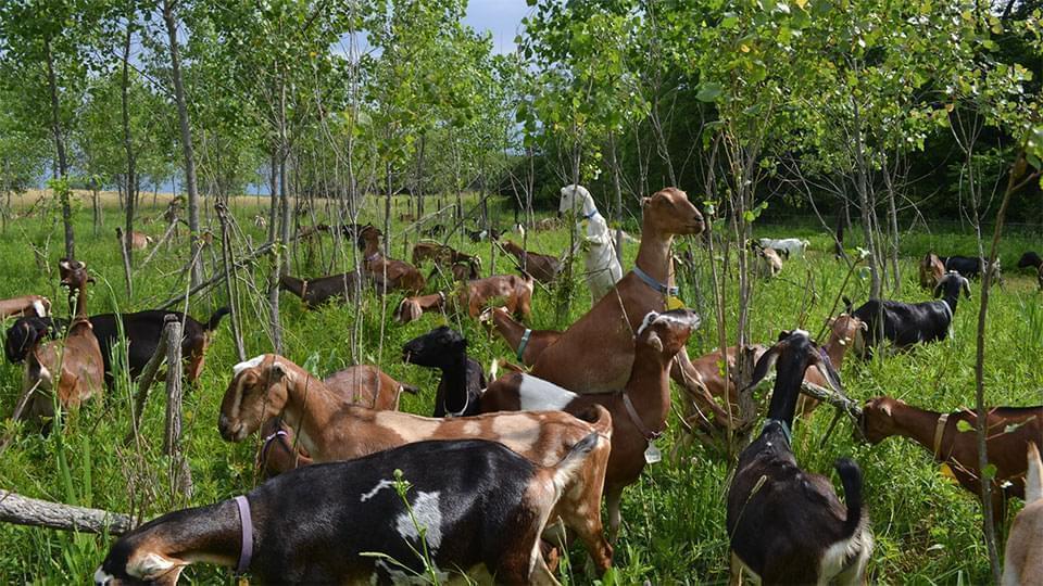 goats grazing in a field of trees