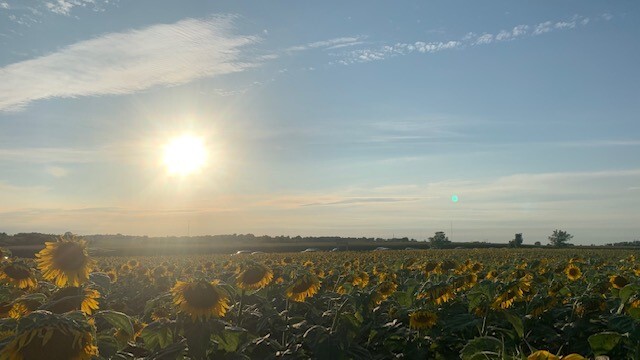 Sunflower fields in Champaign.
